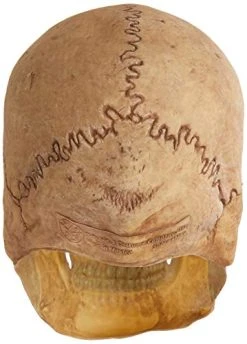 Rubie's Costume Deluxe Overhead Skull Mask 10 Rubie's Costume Deluxe Overhead Skull Mask -Forum Novelties Shop 41CdGsWKo2L