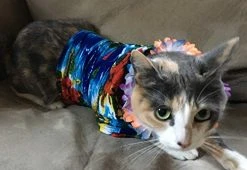 Rubie's Luau Pet Costume, Small 12 Rubie's Luau Pet Costume, Small -Forum Novelties Shop 41ySFK3C1nL