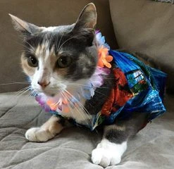 Rubie's Luau Pet Costume, XXXL -Forum Novelties Shop 51aDi6FFpAL 1